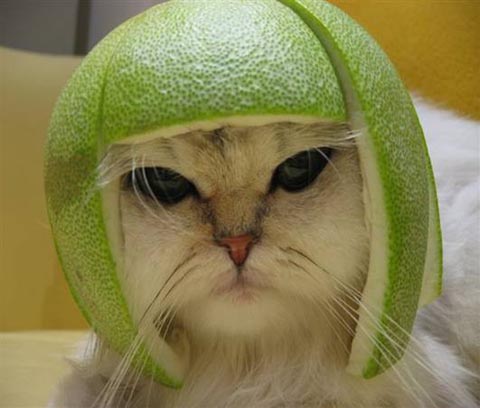 A picture of a cat with a lime on its head